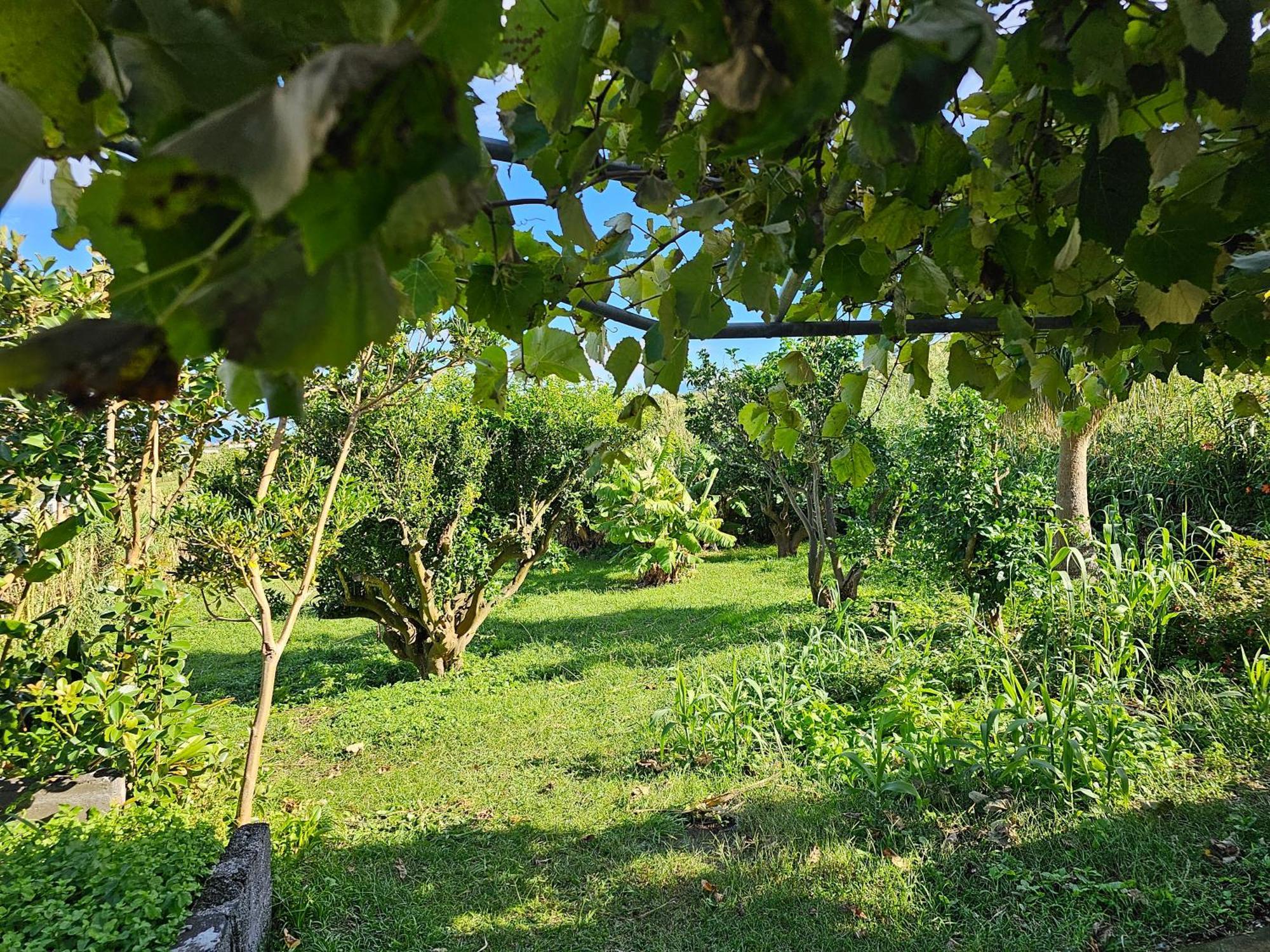 Casa Anjos Holiday Cottages Cedros Экстерьер фото